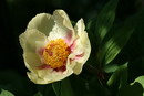 Golden Peony